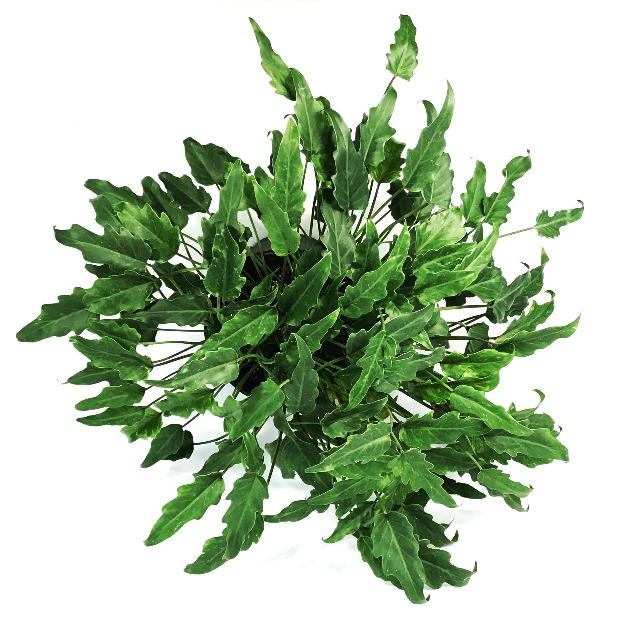 Philodendron, 8in, Deja Vu – Floral Acres Greenhouse & Garden Centre