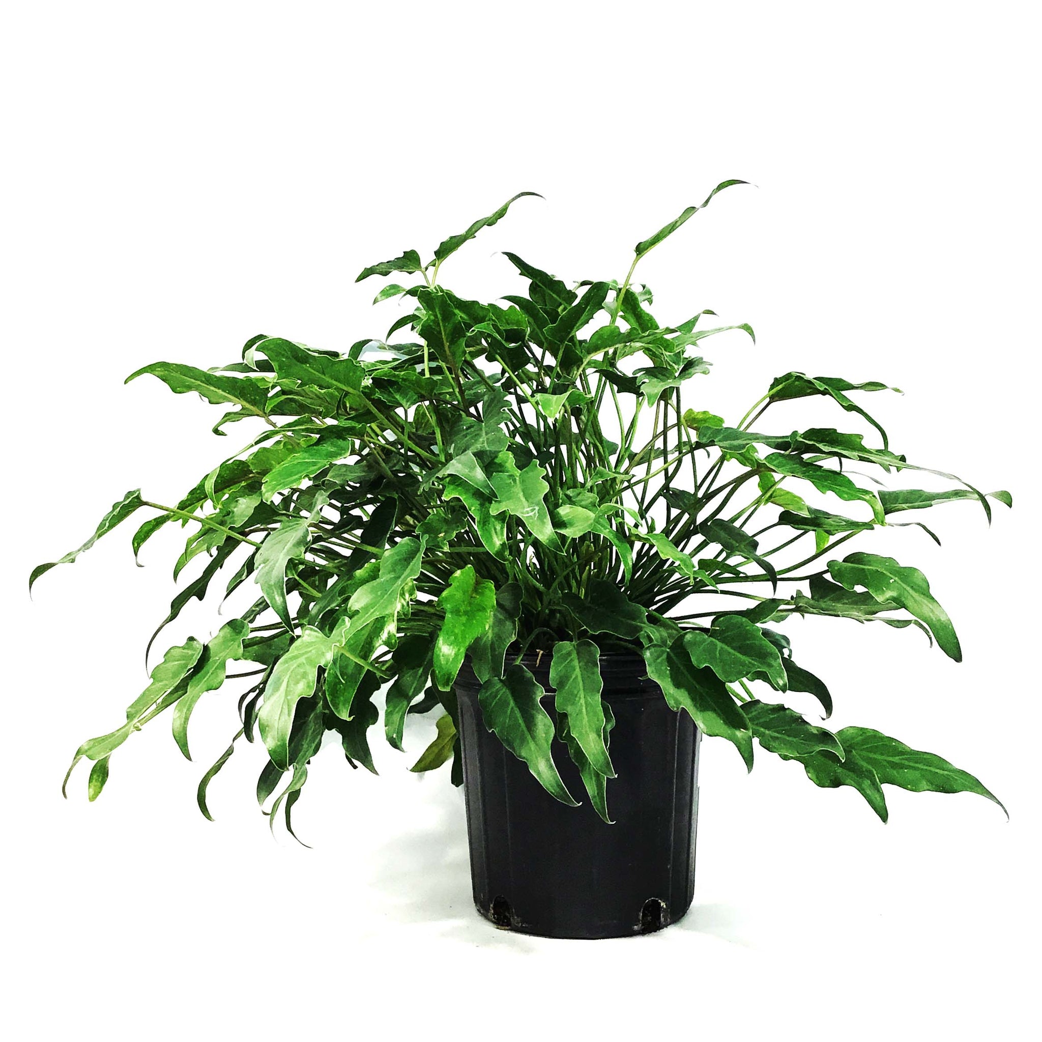 philodendron deja vu Philodendron, 8in, Deja Vu – Floral Acres Greenhouse & Garden Centre