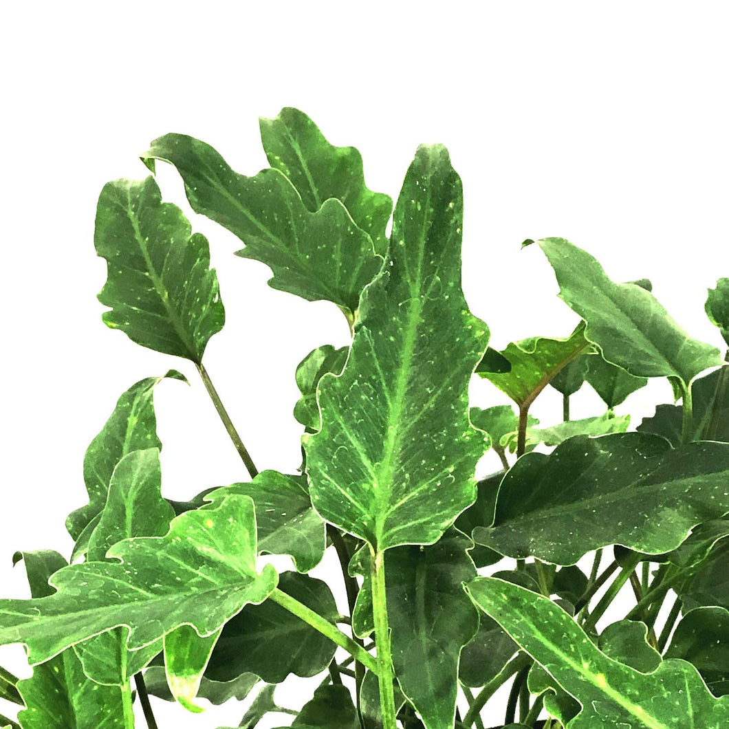 philodendron dejavu Philodendron, 8in, Deja Vu – Floral Acres Greenhouse & Garden Centre