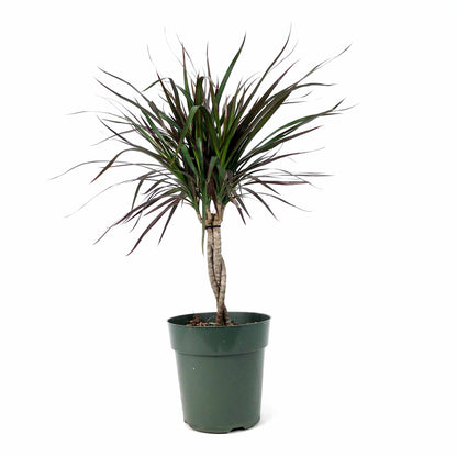 Dracaena, 6in, Magenta Cutback Braid - Floral Acres Greenhouse & Garden Centre