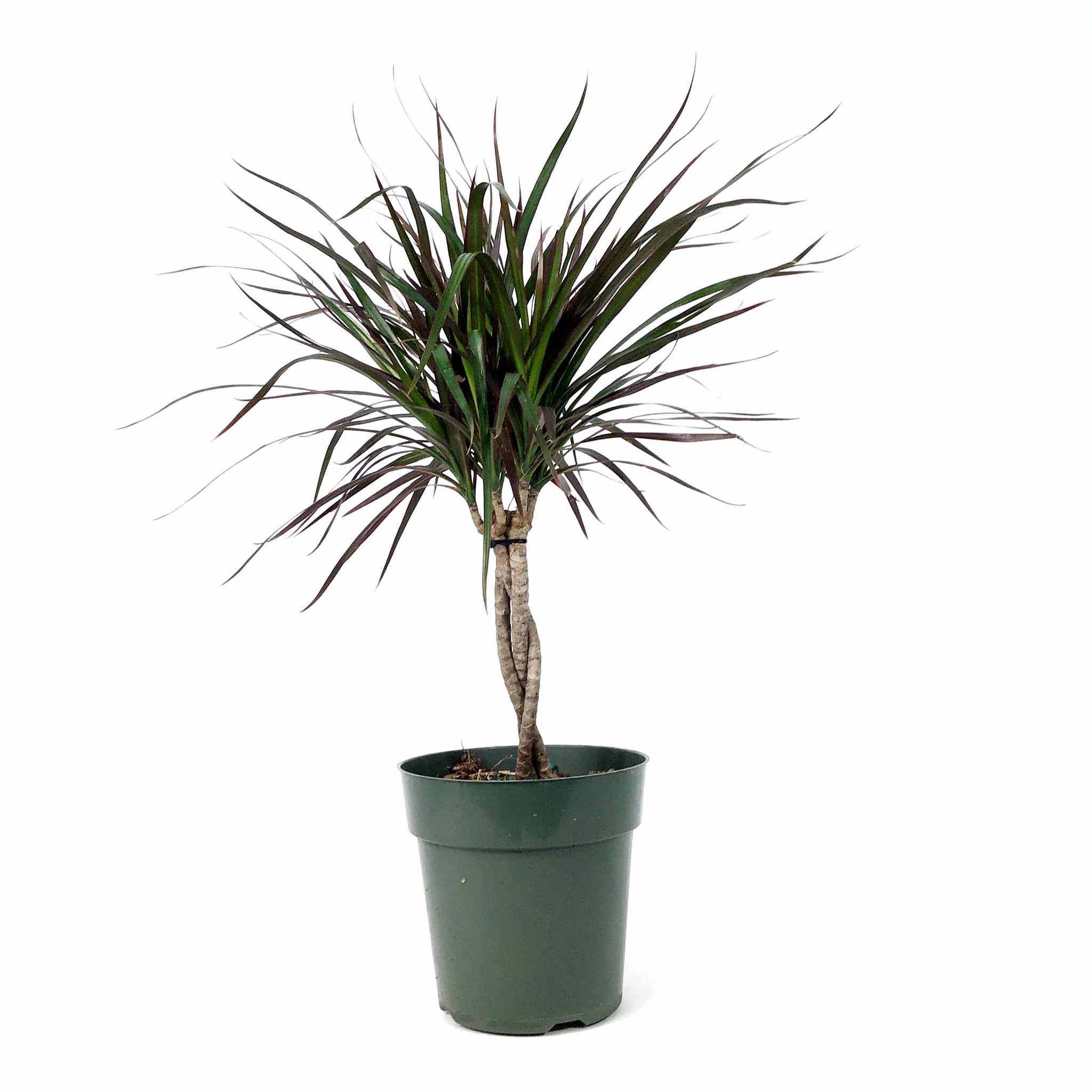 dracaena cutback Dracaena, 6in, Magenta Braid – Floral Acres Greenhouse & Garden Centre
