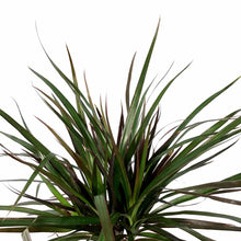 Load image into Gallery viewer, Dracaena, 6in, Magenta Cutback Braid - Floral Acres Greenhouse &amp; Garden Centre
