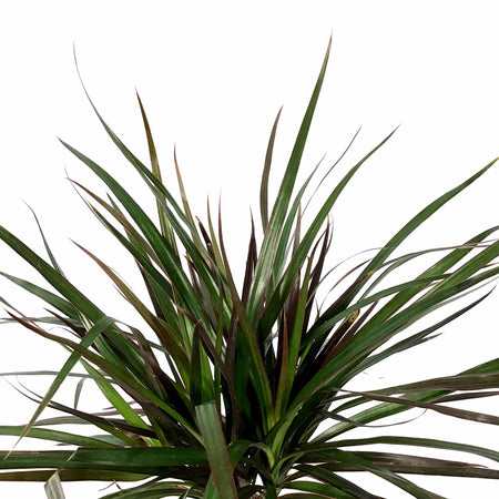 Dracaena, 6in, Magenta Cutback Braid - Floral Acres Greenhouse & Garden Centre