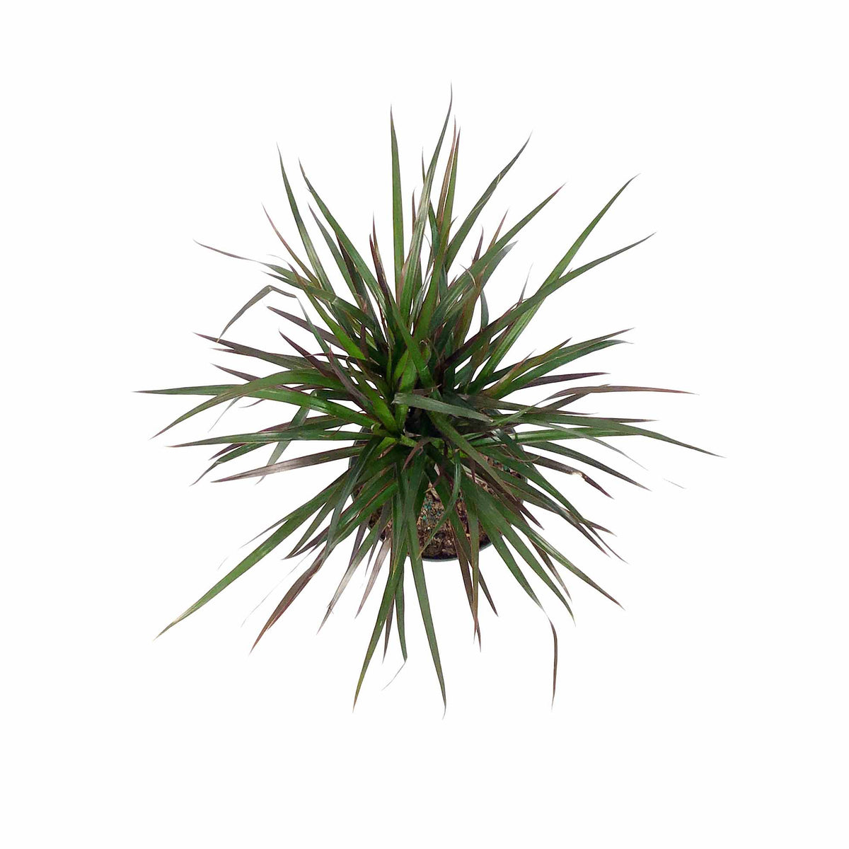 Dracaena, 6in, Magenta Cutback Braid - Floral Acres Greenhouse & Garden Centre