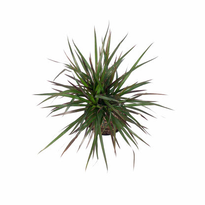 Dracaena, 6in, Magenta Cutback Braid - Floral Acres Greenhouse & Garden Centre