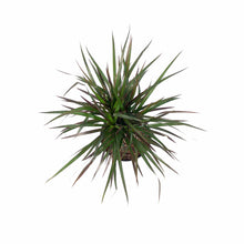 Load image into Gallery viewer, Dracaena, 6in, Magenta Cutback Braid - Floral Acres Greenhouse &amp; Garden Centre
