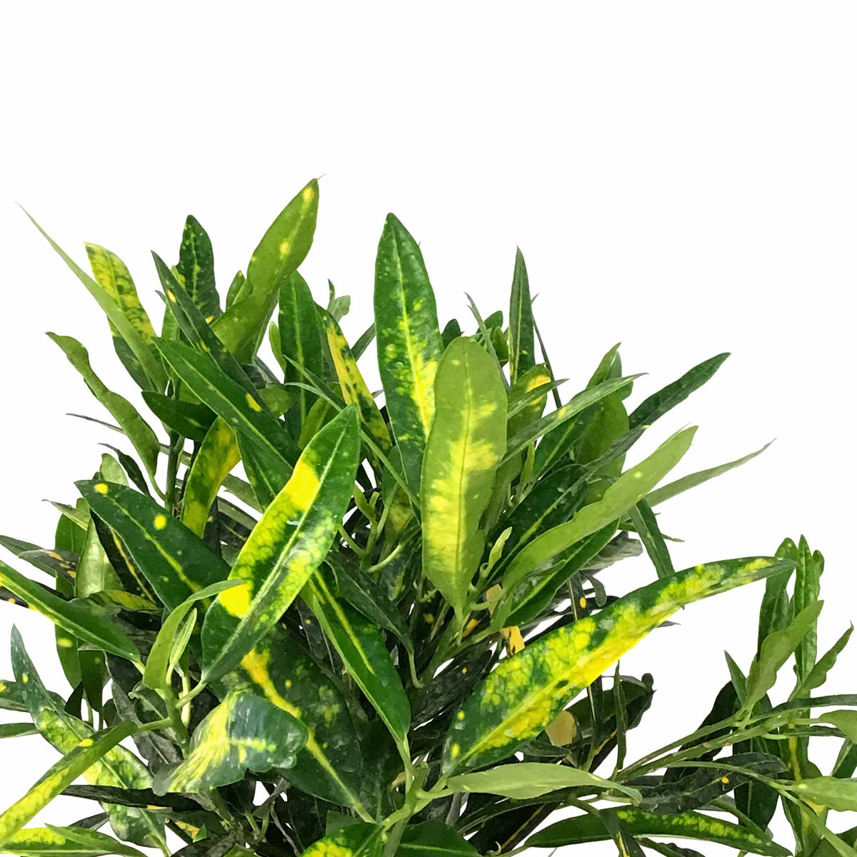 Croton, 6in, Banana - Floral Acres Greenhouse & Garden Centre