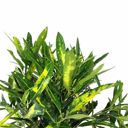 Croton, 6in, Banana - Floral Acres Greenhouse & Garden Centre