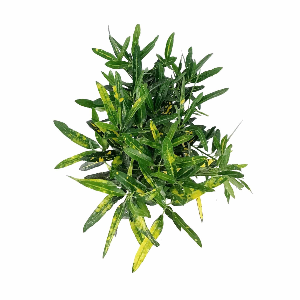 Croton, 6in, Banana - Floral Acres Greenhouse & Garden Centre