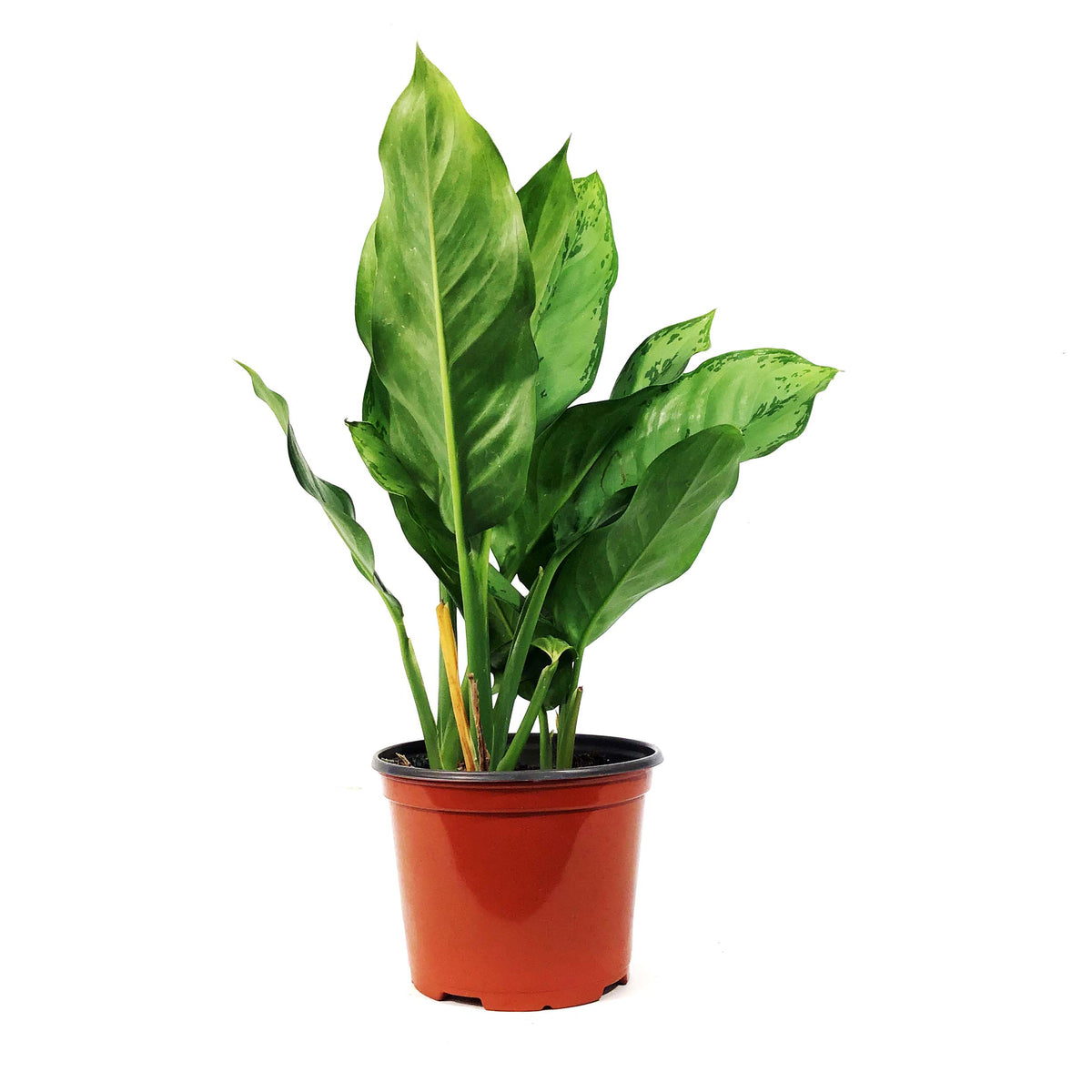 Aglaonema, 6in, BJ Freeman