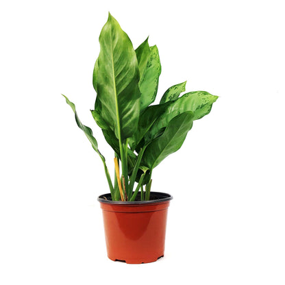 Aglaonema, 6in, BJ Freeman
