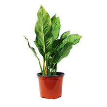 Load image into Gallery viewer, Aglaonema, 6in, BJ Freeman
