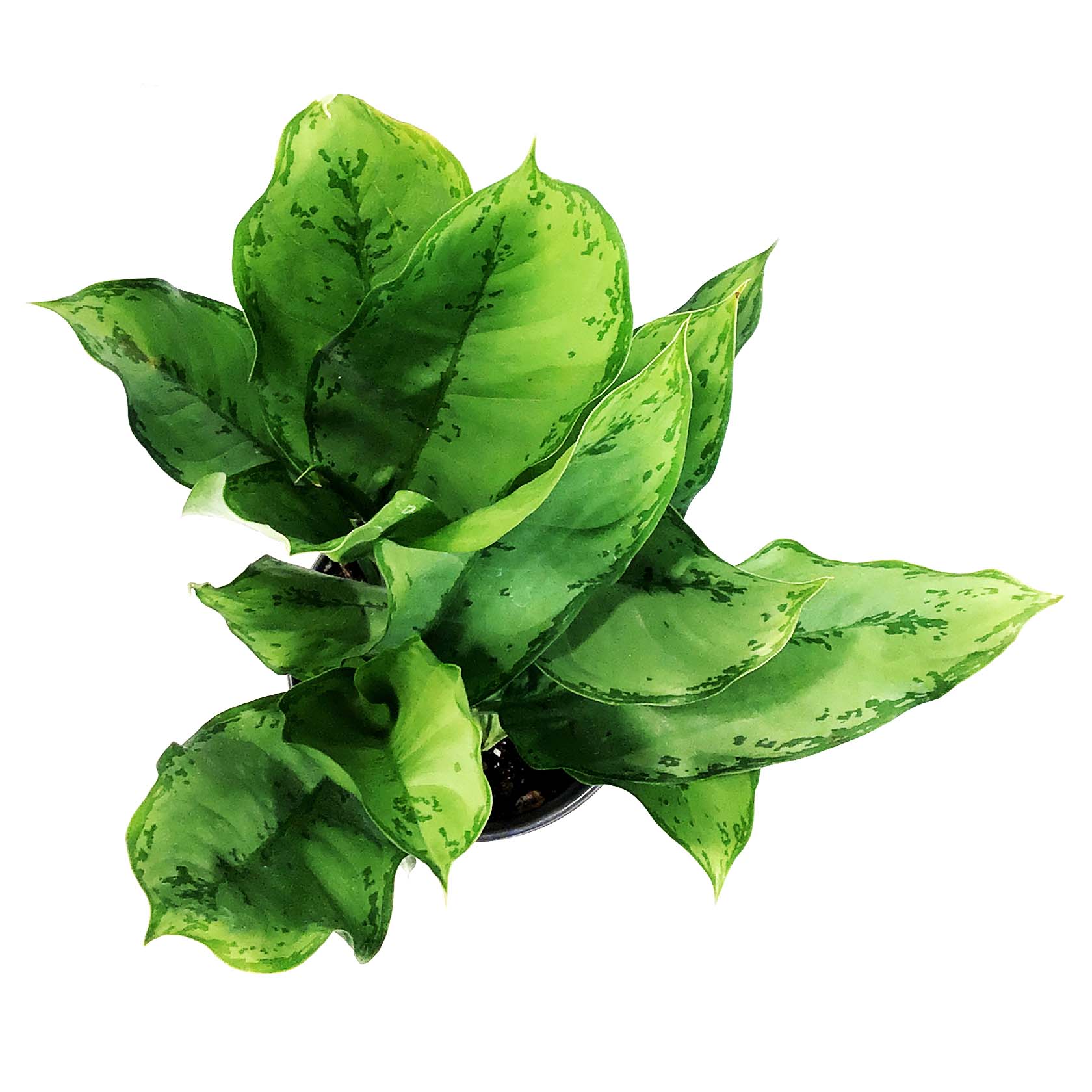 aglaonema bj freeman Aglaonema, 6in, BJ Freeman – Floral Acres Greenhouse & Garden Centre