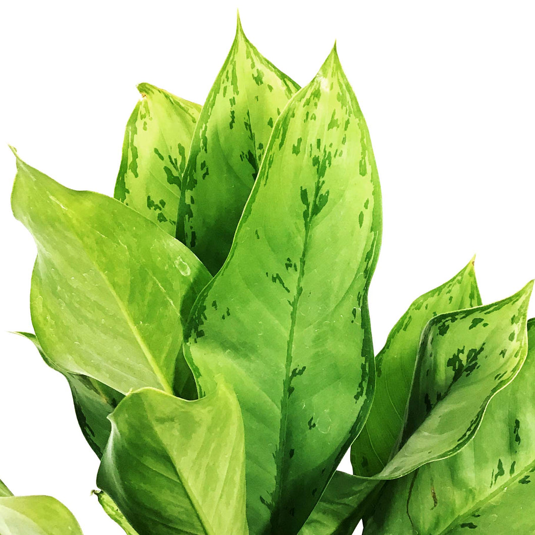 aglaonema bj freeman Aglaonema, 6in, BJ Freeman – Floral Acres Greenhouse & Garden Centre
