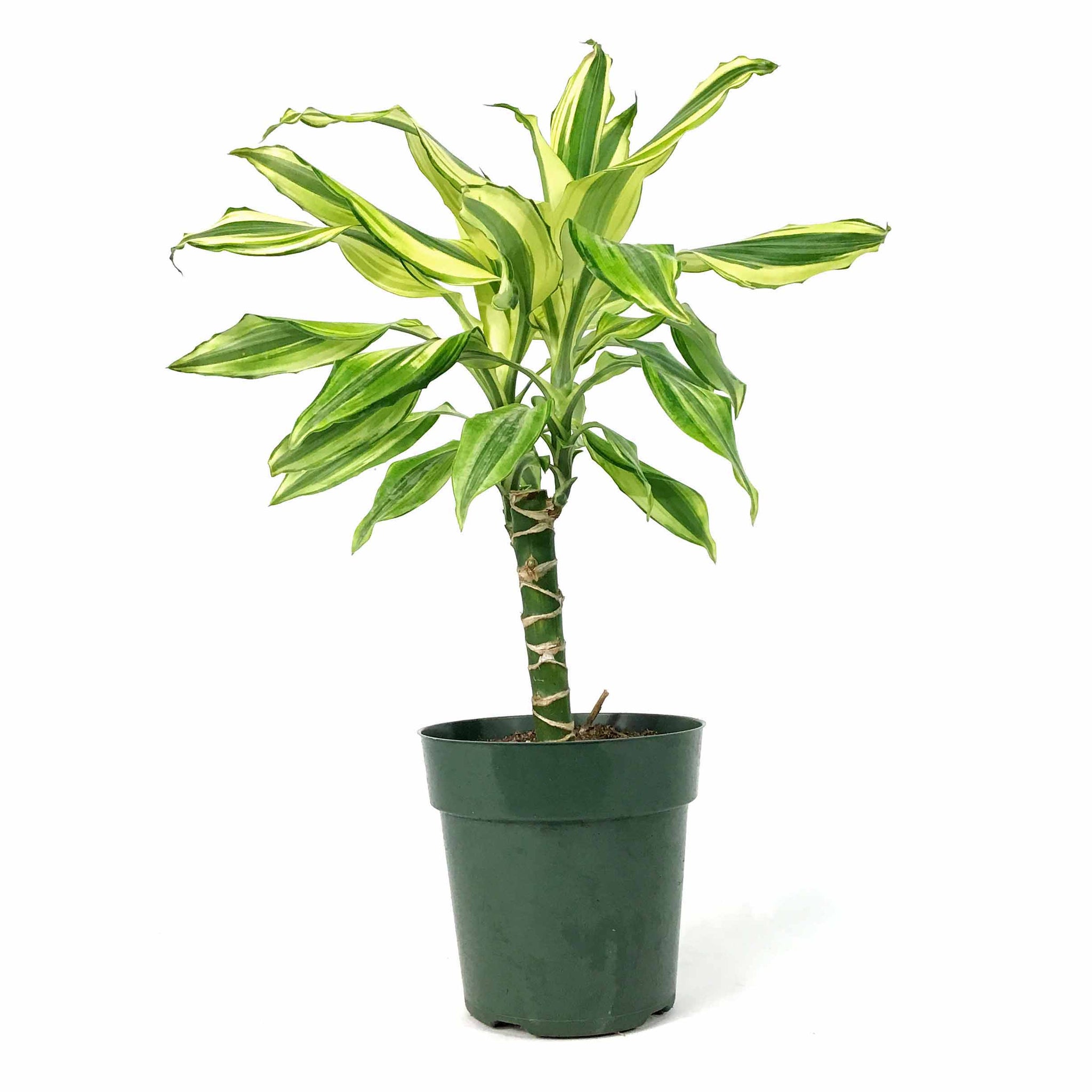 dracaena sol Dracaena, 6in, Sol Cane – Floral Acres Greenhouse & Garden Centre