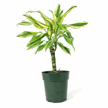 Load image into Gallery viewer, Dracaena, 6in, Sol Cane - Floral Acres Greenhouse &amp; Garden Centre
