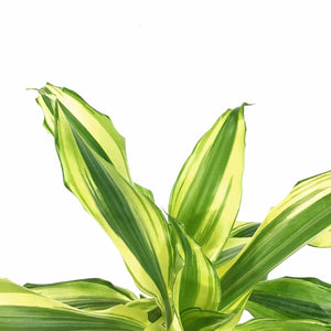 dracaena sol Dracaena, 6in, Sol Cane – Floral Acres Greenhouse & Garden Centre