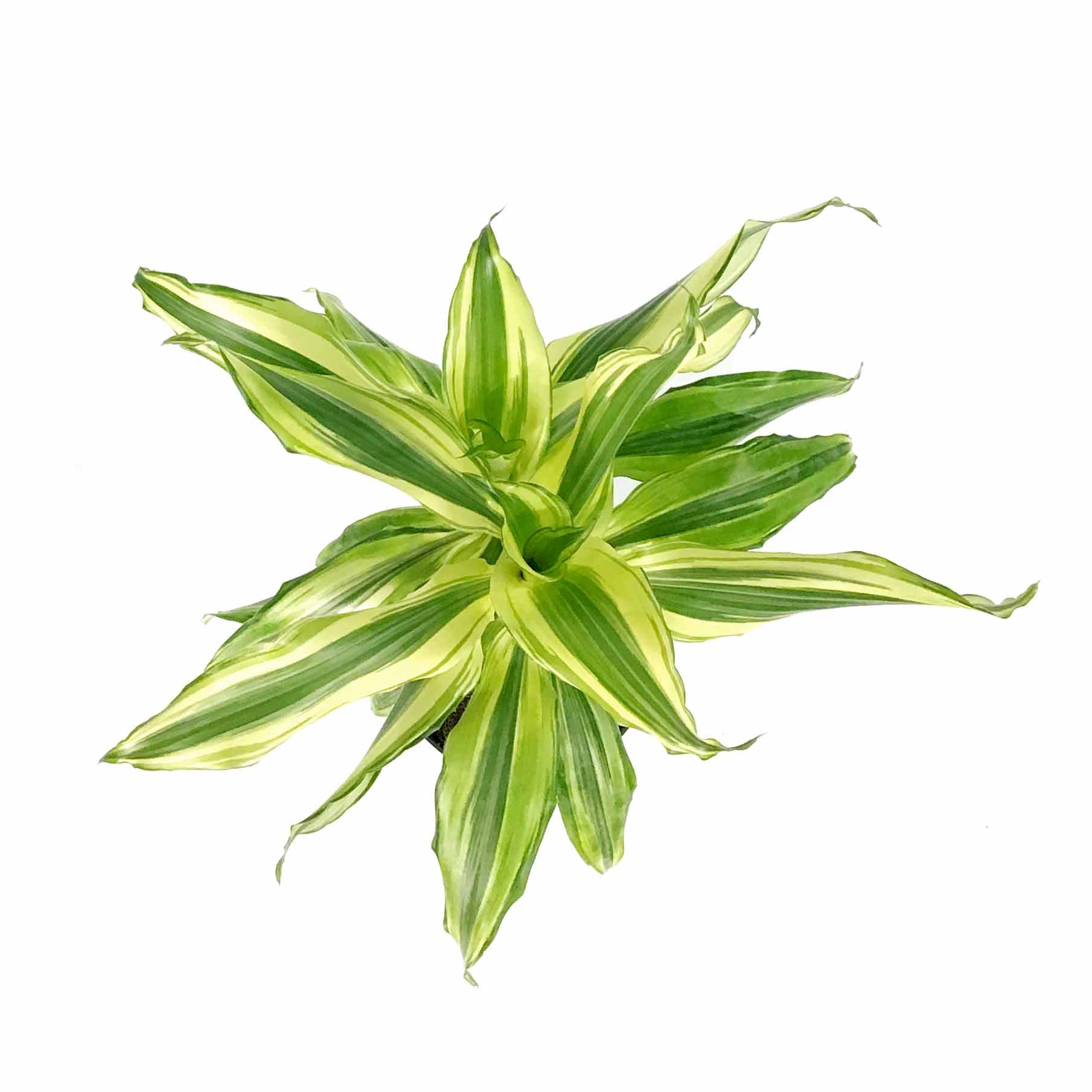 Dracaena, 6in, Sol Cane – Floral Acres Greenhouse & Garden Centre