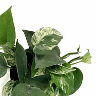 Pothos, 5in, Marble Queen - Floral Acres Greenhouse & Garden Centre