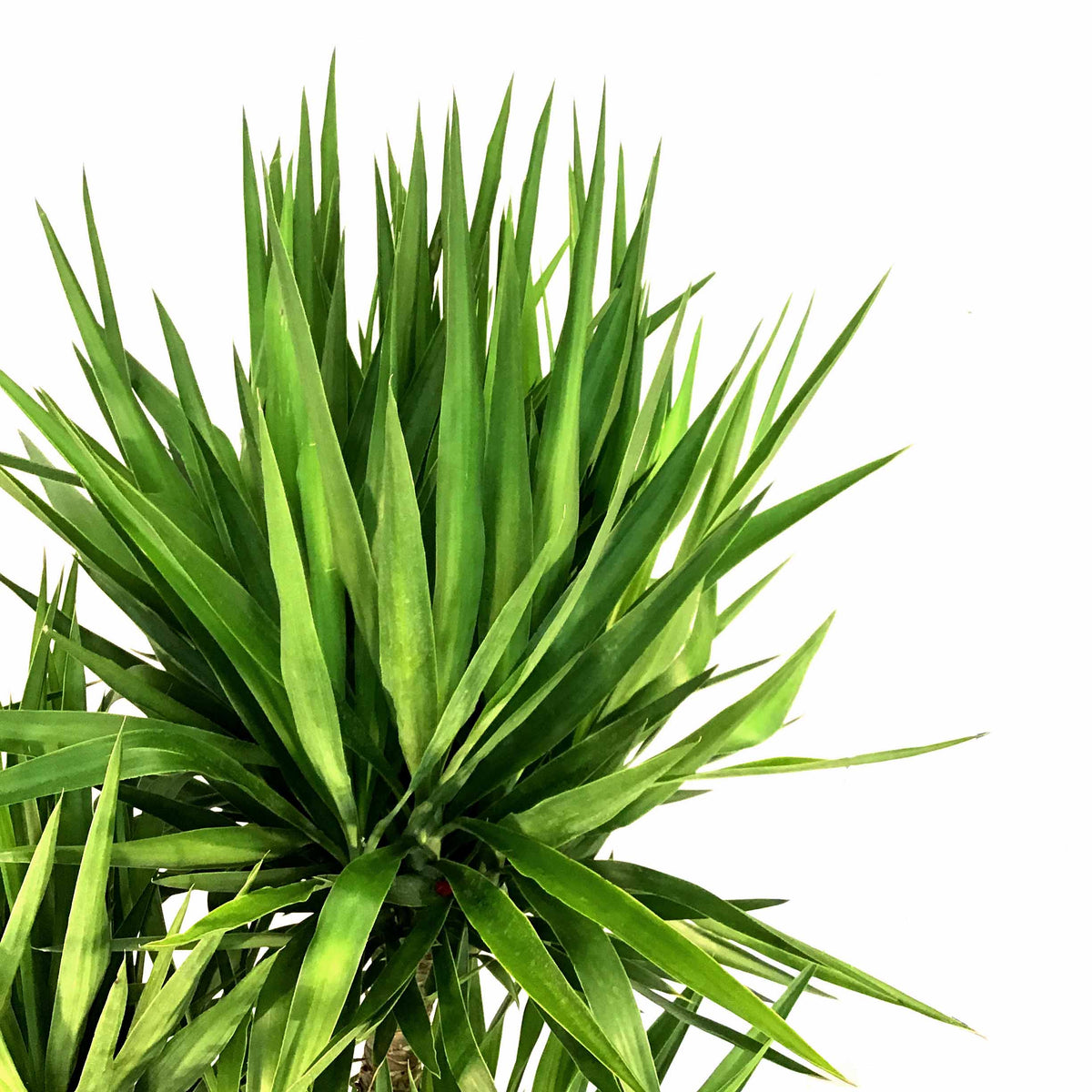 Yucca, 17in, Cane 6/5/4/3/2 - Floral Acres Greenhouse & Garden Centre
