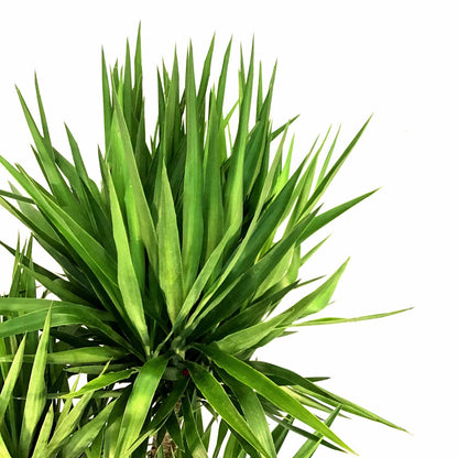 Yucca, 17in, Cane 6/5/4/3/2 - Floral Acres Greenhouse & Garden Centre