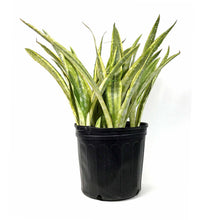 Load image into Gallery viewer, Sansevieria, 10in, Yellowstone - Floral Acres Greenhouse &amp; Garden Centre
