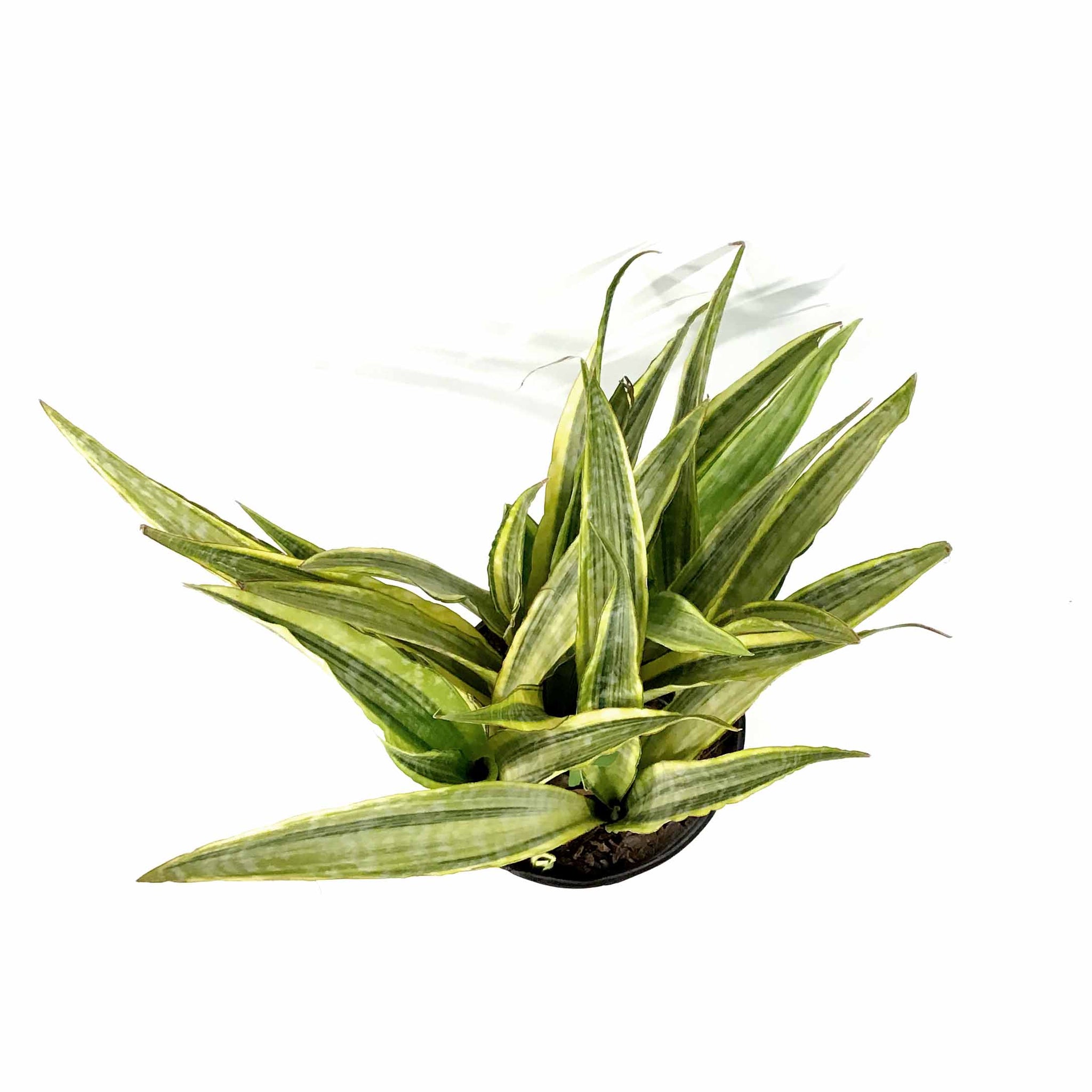 yellowstone snake plant Sansevieria, 10in, Yellowstone – Floral Acres Greenhouse & Garden Centre