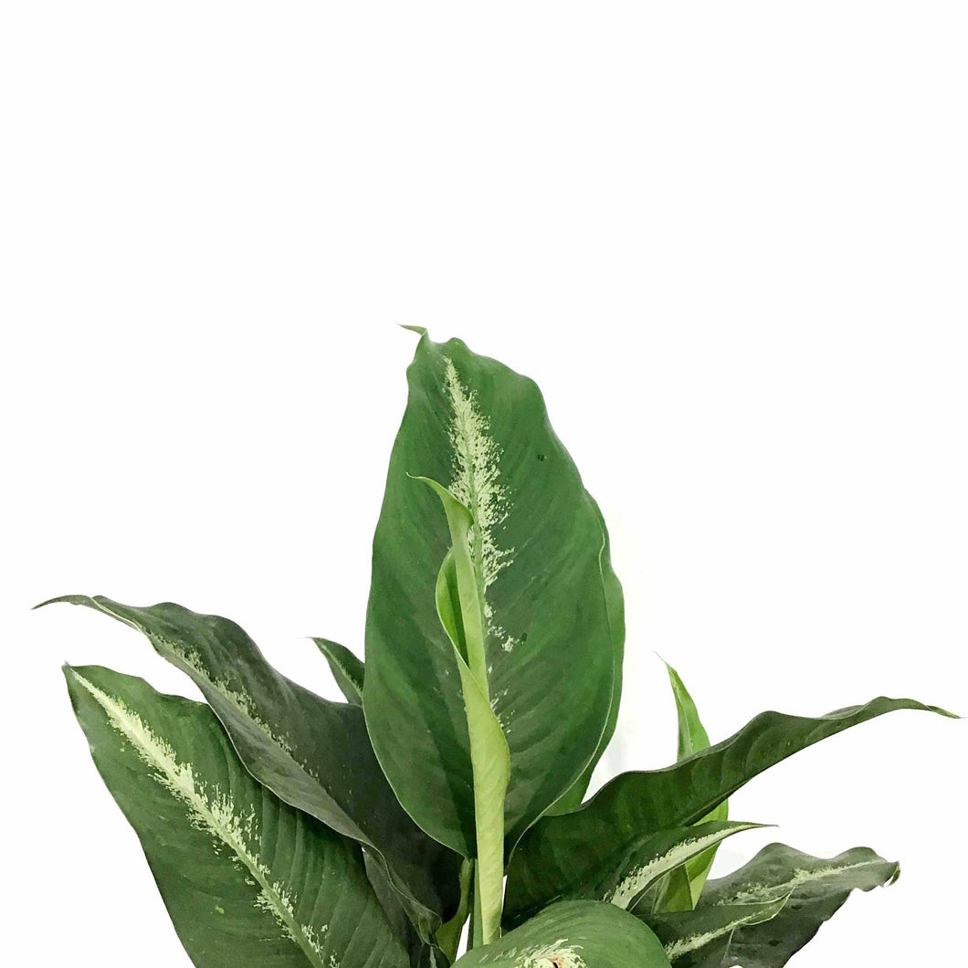 dieffenbachia cougar Dieffenbachia, 10in, Cougar – Floral Acres Greenhouse & Garden Centre