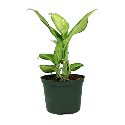 Dieffenbachia, 6in, Camouflage