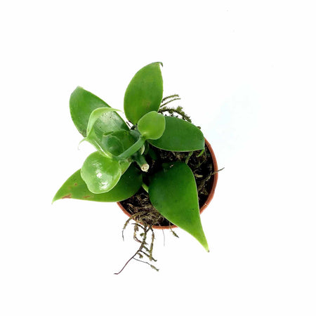Vanilla Planifolia, 2.5in - Floral Acres Greenhouse & Garden Centre