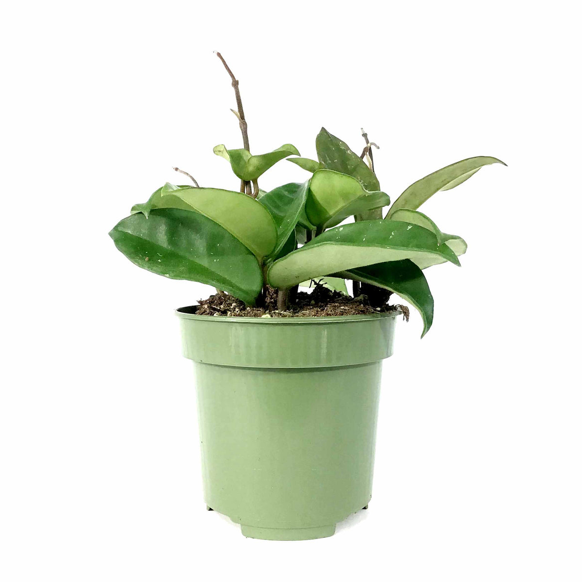 Hoya, 4in, Carnosa - Floral Acres Greenhouse & Garden Centre