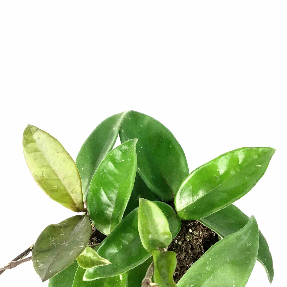 Hoya, 4in, Carnosa - Floral Acres Greenhouse & Garden Centre