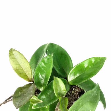 Hoya, 4in, Carnosa - Floral Acres Greenhouse & Garden Centre