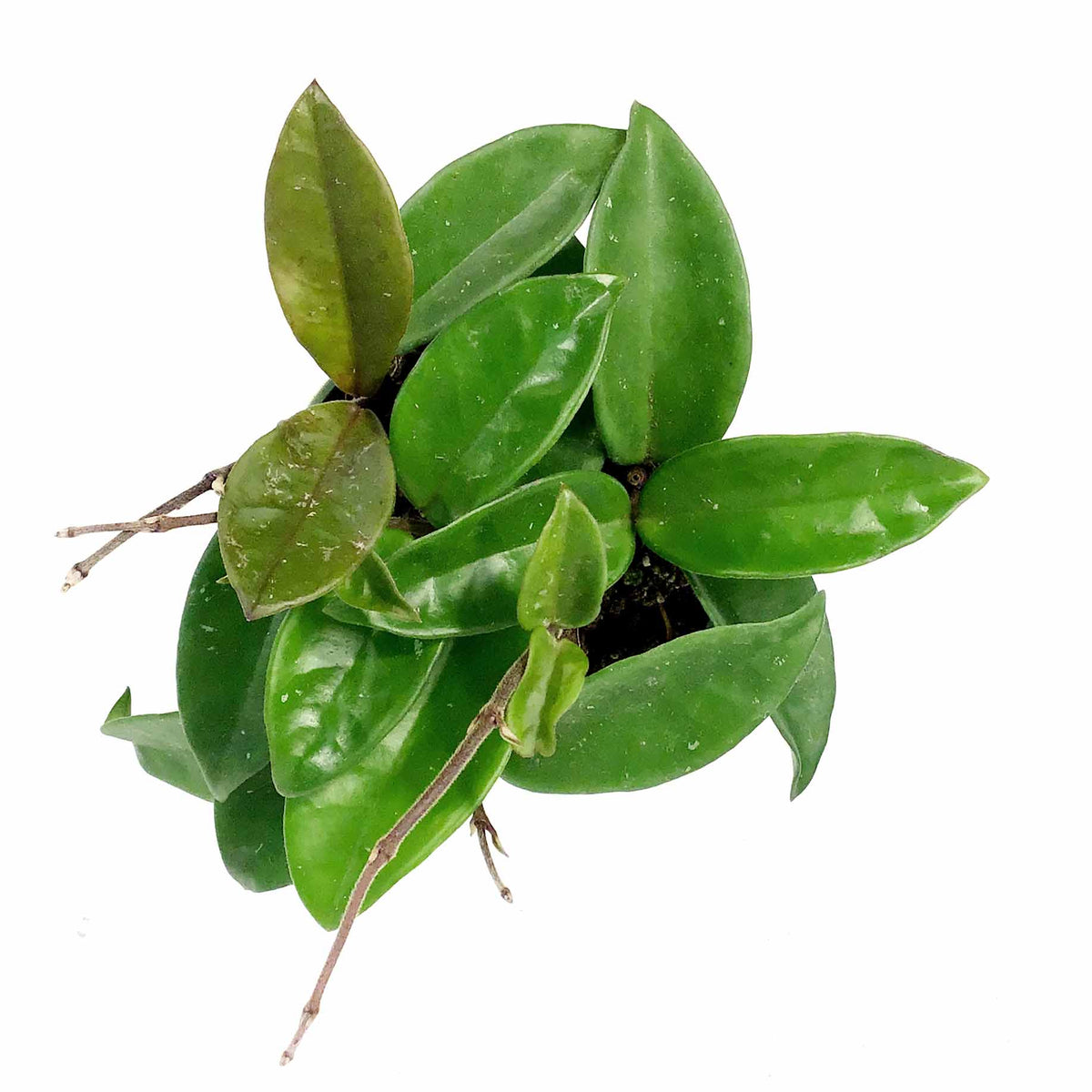 Hoya, 4in, Carnosa - Floral Acres Greenhouse & Garden Centre