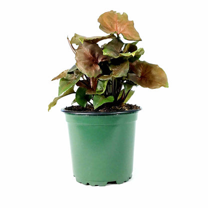 Syngonium, 4in, Merry Maria - Floral Acres Greenhouse & Garden Centre