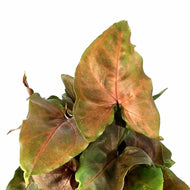 Syngonium, 4in, Merry Maria - Floral Acres Greenhouse & Garden Centre