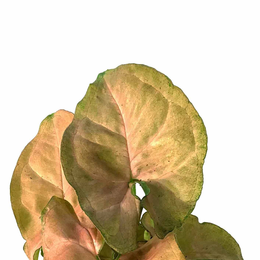 Syngonium, 4in, Candy Berry - Floral Acres Greenhouse & Garden Centre