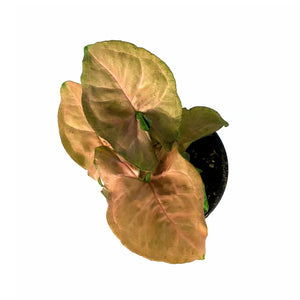 Syngonium, 4in, Candy Berry - Floral Acres Greenhouse & Garden Centre