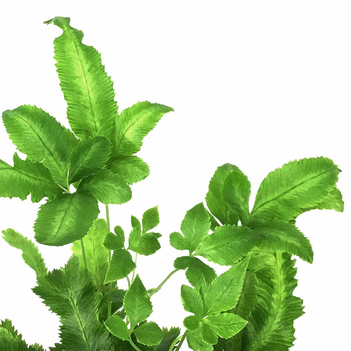 Fern, 2.5in, Pteris - Floral Acres Greenhouse & Garden Centre
