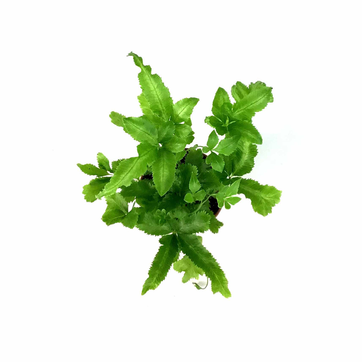 Fern, 2.5in, Pteris - Floral Acres Greenhouse & Garden Centre