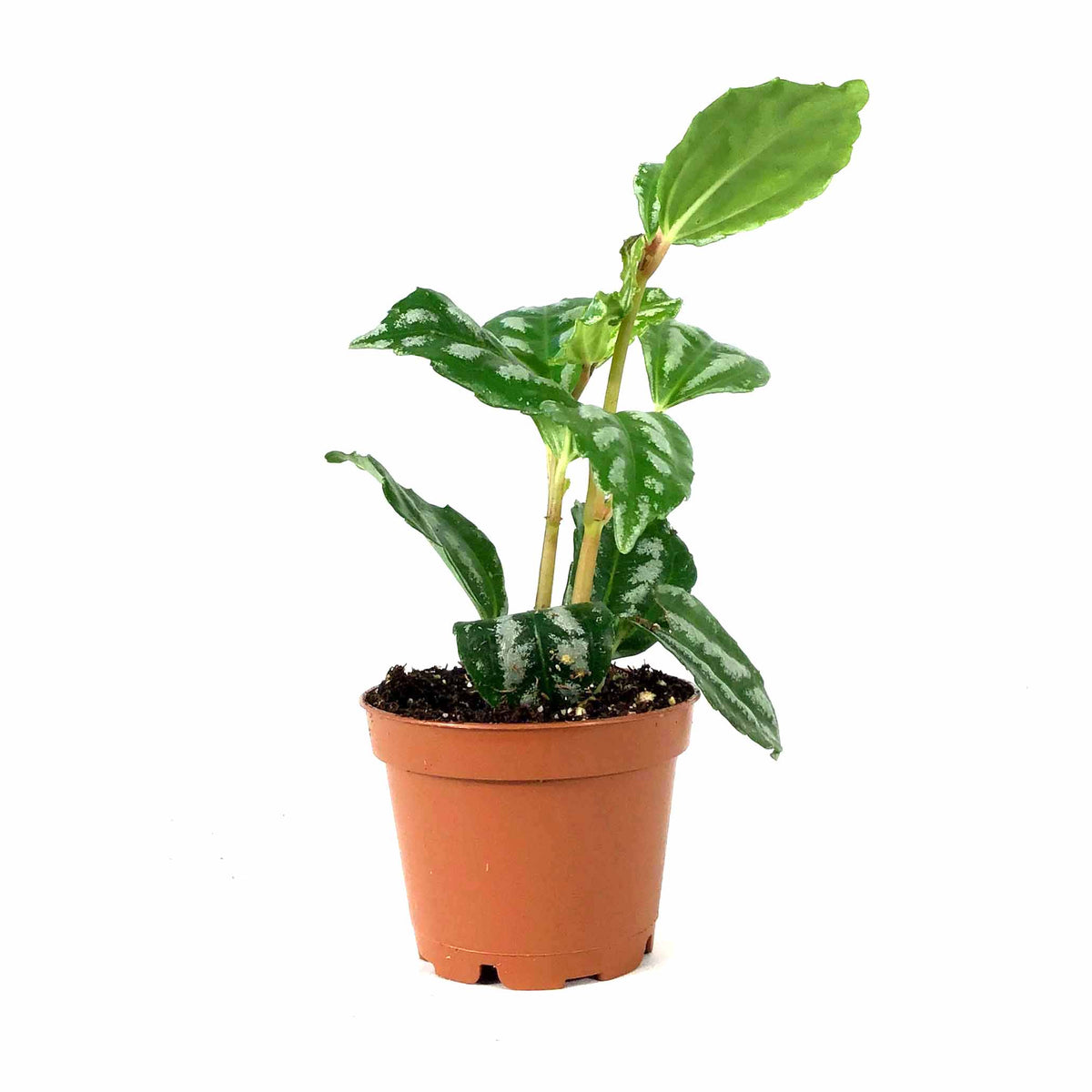 Pilea, 2.5in, Cadierei Aluminum Plant - Floral Acres Greenhouse & Garden Centre