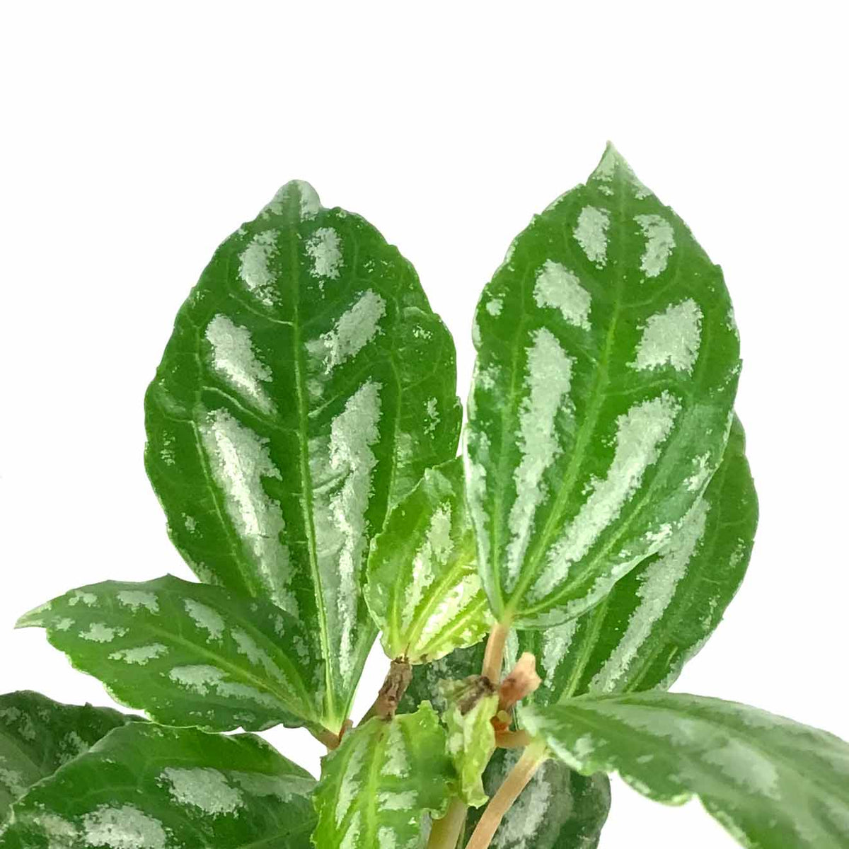 Pilea, 2.5in, Cadierei Aluminum Plant - Floral Acres Greenhouse & Garden Centre