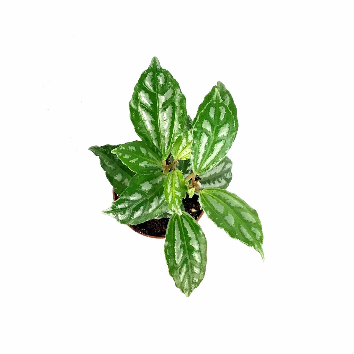 Pilea, 2.5in, Cadierei Aluminum Plant - Floral Acres Greenhouse & Garden Centre