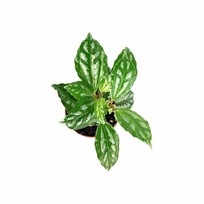 Pilea, 2.5in, Cadierei Aluminum Plant - Floral Acres Greenhouse & Garden Centre