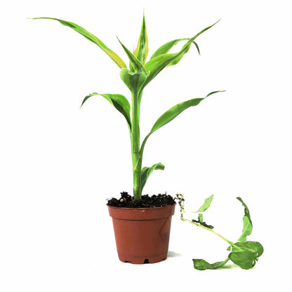 Dracaena, 2.5in, Sanderiana Golden Ribbon Plant - Floral Acres Greenhouse & Garden Centre