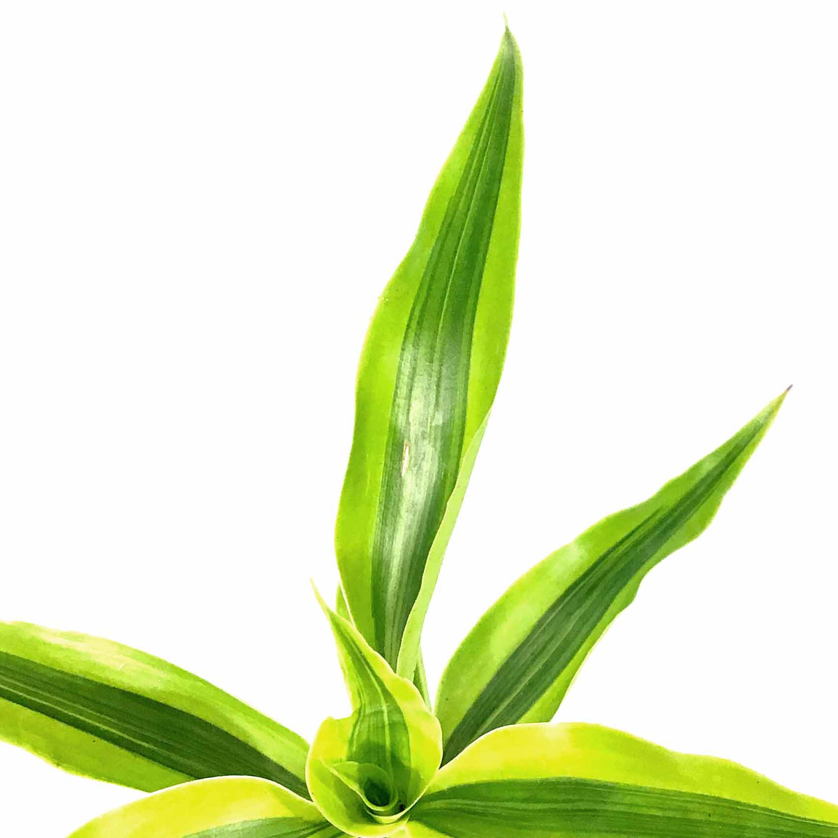 Dracaena, 2.5in, Sanderiana Golden Ribbon Plant - Floral Acres Greenhouse & Garden Centre