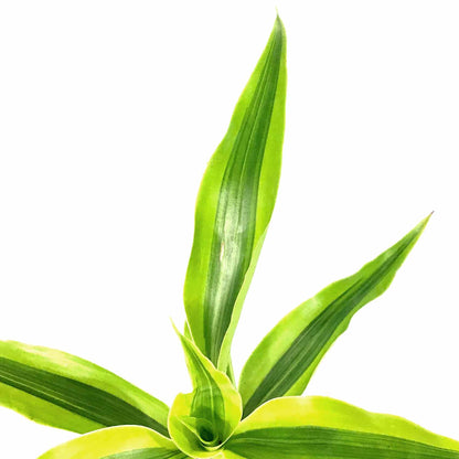 Dracaena, 2.5in, Sanderiana Golden Ribbon Plant - Floral Acres Greenhouse & Garden Centre