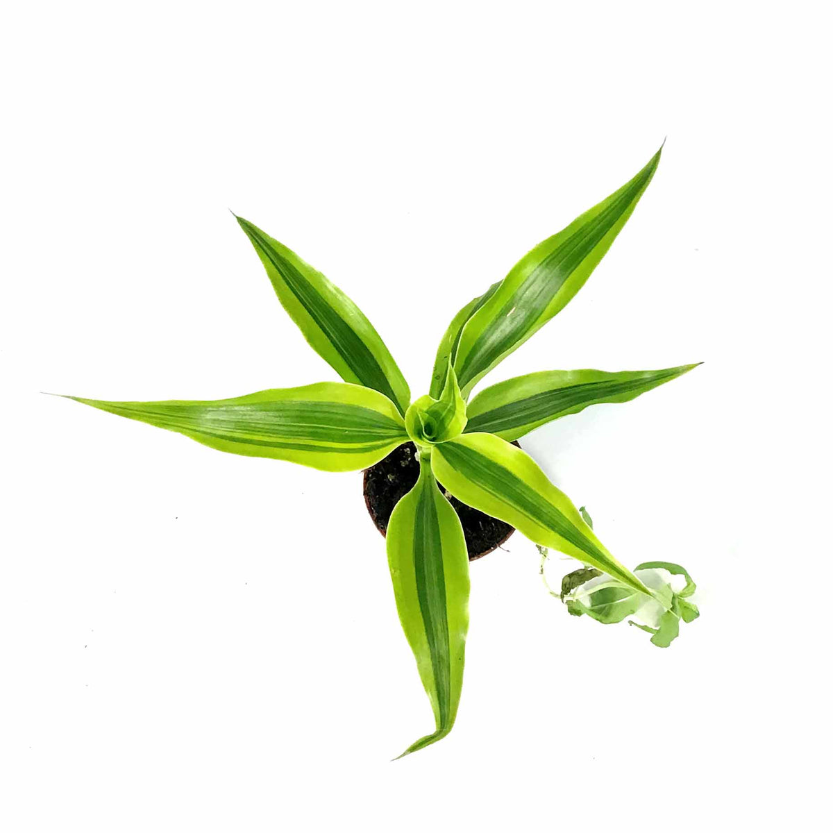 Dracaena, 2.5in, Sanderiana Golden Ribbon Plant - Floral Acres Greenhouse & Garden Centre
