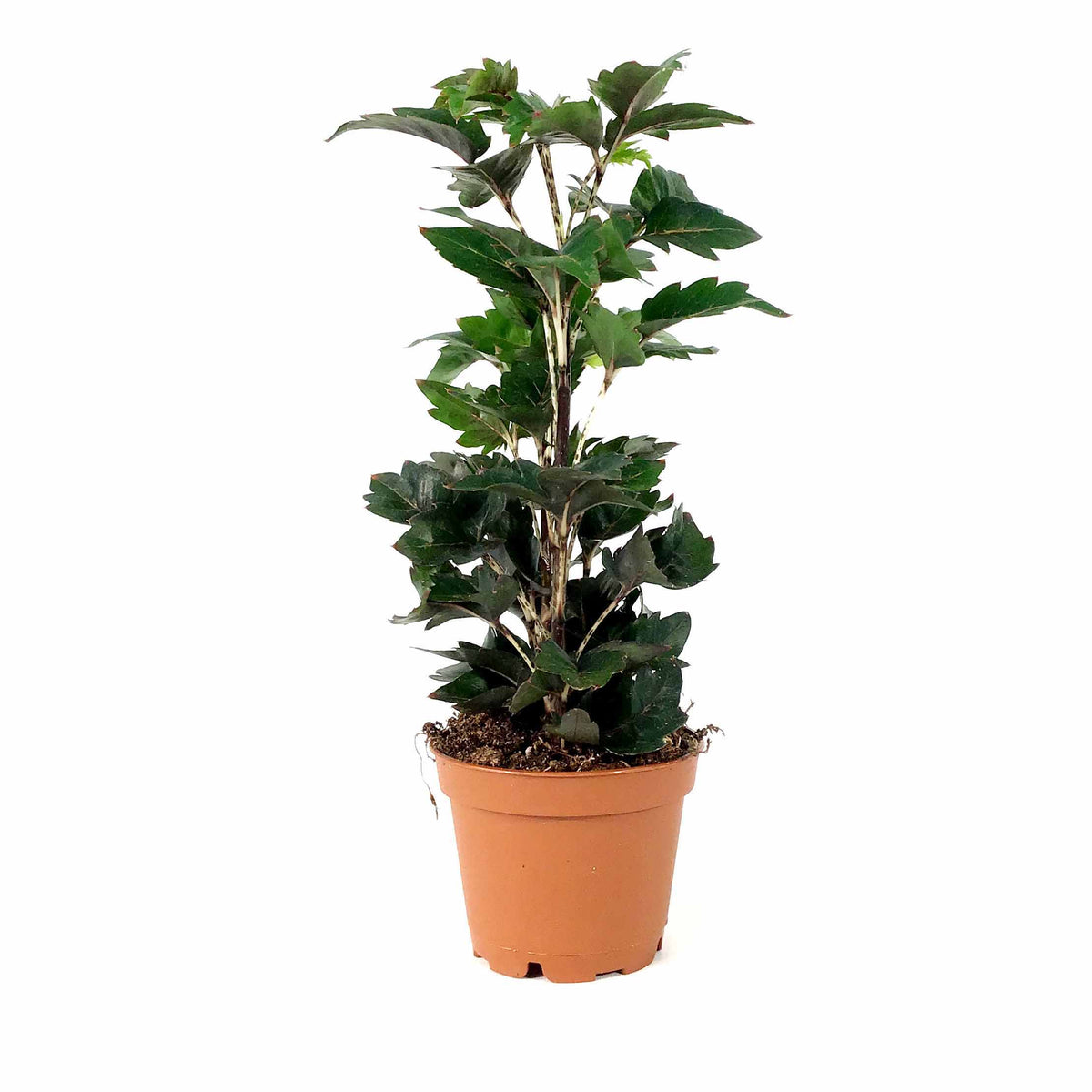 Aralia, 2.5in, False - Floral Acres Greenhouse & Garden Centre