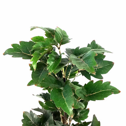 Aralia, 2.5in, False - Floral Acres Greenhouse & Garden Centre